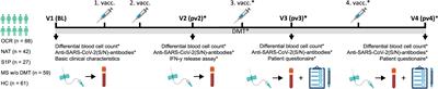 Vaccine-based clinical protection against SARS-CoV-2 infection and the humoral immune response: A 1-year follow-up study of patients with multiple sclerosis receiving ocrelizumab